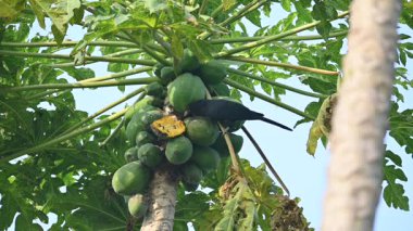 Asya koeli ya da Eudinnamys skolopaceus kuşu olgun papaya yiyor. Cuculidae familyasından Cuculidae familyasının bir üyesidir. Hint Altkıtası ve Güneydoğu Asya 'da bulunur. Yavaş çekim videosu. 