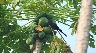 Asya koeli ya da Eudinnamys skolopaceus kuşu olgun papaya yiyor. Cuculidae familyasından Cuculidae familyasının bir üyesidir. Hint Altkıtası ve Güneydoğu Asya 'da bulunur. Yavaş çekim videosu. 