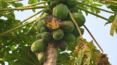 Brahminy Starling olgun papaya yiyor. Bu kuş ağaçta olgun papaya meyveleri yiyor. Bilinen isimleri Brahminy myna ve Sturnia pagodarum. Starling kuş familyasının bir üyesidir. Yavaş çekim videosu.