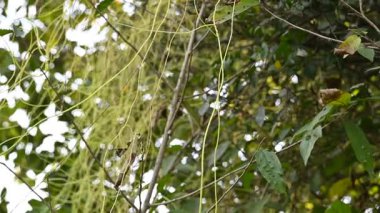 Cuscuta ya da Dodder bitkisi. Sarı, turuncu ya da kırmızı parazit bitkilerinin bir cinsidir. Yapraksız görünen ince gövdeleri ile tanımlanabilir, yaprakları da küçük ölçeklere indirgenmiştir. Amarbel. Yavaş çekim videosu. 