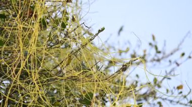 Cuscuta ya da Dodder bitkisi. Sarı, turuncu ya da kırmızı parazit bitkilerinin bir cinsidir. Yapraksız görünen ince gövdeleri ile tanımlanabilir, yaprakları da küçük ölçeklere indirgenmiştir. Amarbel. Yavaş çekim videosu. 