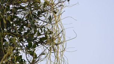 Cuscuta ya da Dodder bitkisi. Sarı, turuncu ya da kırmızı parazit bitkilerinin bir cinsidir. Yapraksız görünen ince gövdeleri ile tanımlanabilir, yaprakları da küçük ölçeklere indirgenmiştir. Amarbel. Yavaş çekim videosu. 