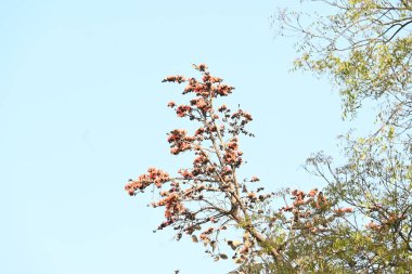 Ama monosperma çiçekleri. Buteanative 'in bir türüdür. Kereste, reçine, yem, ilaç ve boya için kullanılır. Diğer adı ormanın alevi ve piç meşesi. Turuncu Palas çiçeği.