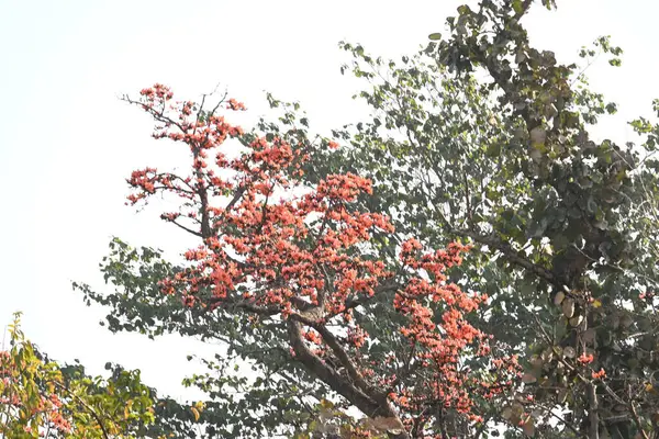 Ama monosperma çiçekleri. Buteanative 'in bir türüdür. Kereste, reçine, yem, ilaç ve boya için kullanılır. Diğer adı ormanın alevi ve piç meşesi. Turuncu Palas çiçeği.