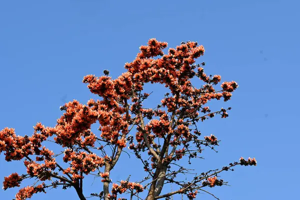 Ama monosperma çiçekleri. Buteanative 'in bir türüdür. Kereste, reçine, yem, ilaç ve boya için kullanılır. Diğer adı ormanın alevi ve piç meşesi. Turuncu Palas çiçeği.