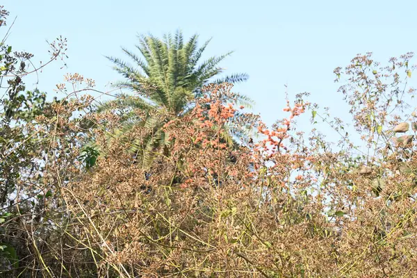Ama monosperma çiçekleri. Buteanative 'in bir türüdür. Kereste, reçine, yem, ilaç ve boya için kullanılır. Diğer adı ormanın alevi ve piç meşesi. Turuncu Palas çiçeği.