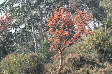 Ama monosperma çiçekleri. Buteanative 'in bir türüdür. Kereste, reçine, yem, ilaç ve boya için kullanılır. Diğer adı ormanın alevi ve piç meşesi. Turuncu Palas çiçeği.