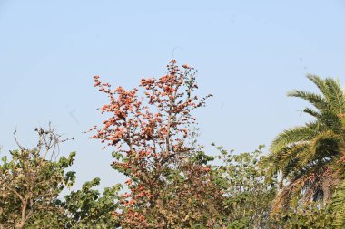 Ama monosperma çiçekleri. Buteanative 'in bir türüdür. Kereste, reçine, yem, ilaç ve boya için kullanılır. Diğer adı ormanın alevi ve piç meşesi. Turuncu Palas çiçeği.