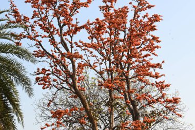 Ama monosperma çiçekleri. Buteanative 'in bir türüdür. Kereste, reçine, yem, ilaç ve boya için kullanılır. Diğer adı ormanın alevi ve piç meşesi. Turuncu Palas çiçeği.