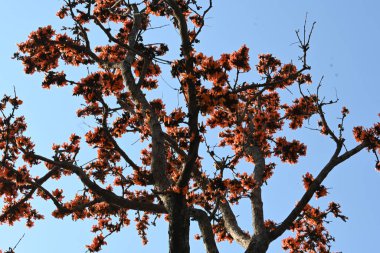 Ama monosperma çiçekleri. Buteanative 'in bir türüdür. Kereste, reçine, yem, ilaç ve boya için kullanılır. Diğer adı ormanın alevi ve piç meşesi. Turuncu Palas çiçeği.