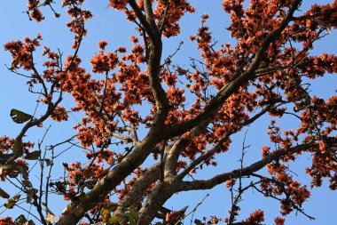 Ama monosperma çiçekleri. Buteanative 'in bir türüdür. Kereste, reçine, yem, ilaç ve boya için kullanılır. Diğer adı ormanın alevi ve piç meşesi. Turuncu Palas çiçeği.