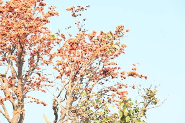 Ama monosperma çiçekleri. Buteanative 'in bir türüdür. Kereste, reçine, yem, ilaç ve boya için kullanılır. Diğer adı ormanın alevi ve piç meşesi. Turuncu Palas çiçeği.