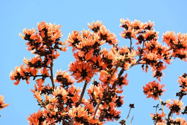 Ama monosperma çiçekleri. Buteanative 'in bir türüdür. Kereste, reçine, yem, ilaç ve boya için kullanılır. Diğer adı ormanın alevi ve piç meşesi. Turuncu Palas çiçeği.