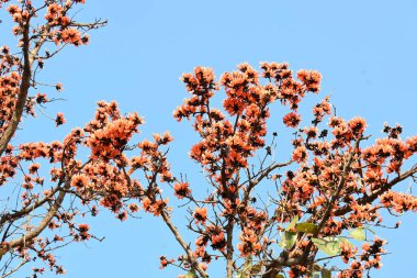 Ama monosperma çiçekleri. Buteanative 'in bir türüdür. Kereste, reçine, yem, ilaç ve boya için kullanılır. Diğer adı ormanın alevi ve piç meşesi. Turuncu Palas çiçeği.