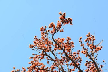 Ama monosperma çiçekleri. Buteanative 'in bir türüdür. Kereste, reçine, yem, ilaç ve boya için kullanılır. Diğer adı ormanın alevi ve piç meşesi. Turuncu Palas çiçeği.