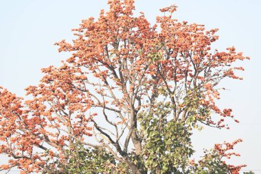 Ama monosperma çiçekleri. Buteanative 'in bir türüdür. Kereste, reçine, yem, ilaç ve boya için kullanılır. Diğer adı ormanın alevi ve piç meşesi. Turuncu Palas çiçeği.