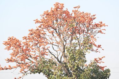 Ama monosperma çiçekleri. Buteanative 'in bir türüdür. Kereste, reçine, yem, ilaç ve boya için kullanılır. Diğer adı ormanın alevi ve piç meşesi. Turuncu Palas çiçeği.