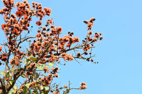 Ama monosperma çiçekleri. Buteanative 'in bir türüdür. Kereste, reçine, yem, ilaç ve boya için kullanılır. Diğer adı ormanın alevi ve piç meşesi. Turuncu Palas çiçeği.
