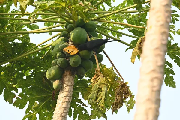 Asya koeli ya da Eudinnamys skolopaceus kuşu olgun papaya yiyor. Cuculidae familyasından Cuculidae familyasının bir üyesidir. Hint Altkıtası ve Güneydoğu Asya 'da bulunur. Erkek Asya koeli.