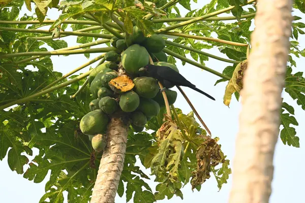 Asya koeli ya da Eudinnamys skolopaceus kuşu olgun papaya yiyor. Cuculidae familyasından Cuculidae familyasının bir üyesidir. Hint Altkıtası ve Güneydoğu Asya 'da bulunur. Erkek Asya koeli.