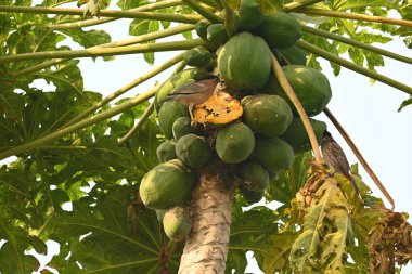Brahminy sığırcık kuşu olgun papaya yiyor. Bu kuş ağaçta olgun papaya meyveleri yiyor. Bu yaygın bir isimdir. Myna ve Sturnia pagodarum. Starling kuş ailesinin bir üyesidir..