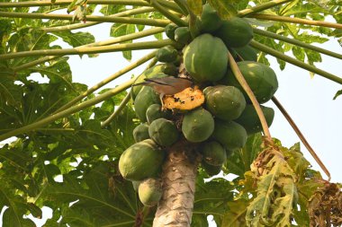 Brahminy sığırcık kuşu olgun papaya yiyor. Bu kuş ağaçta olgun papaya meyveleri yiyor. Bu yaygın bir isimdir. Myna ve Sturnia pagodarum. Starling kuş ailesinin bir üyesidir..