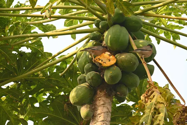 Brahminy sığırcık kuşu olgun papaya yiyor. Bu kuş ağaçta olgun papaya meyveleri yiyor. Bu yaygın bir isimdir. Myna ve Sturnia pagodarum. Starling kuş ailesinin bir üyesidir..