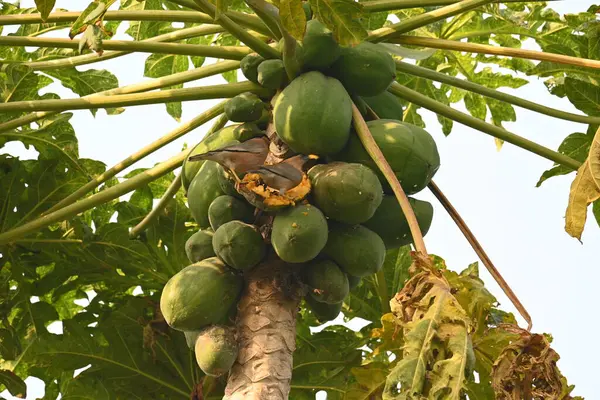 Brahminy sığırcık kuşu olgun papaya yiyor. Bu kuş ağaçta olgun papaya meyveleri yiyor. Bu yaygın bir isimdir. Myna ve Sturnia pagodarum. Starling kuş ailesinin bir üyesidir..