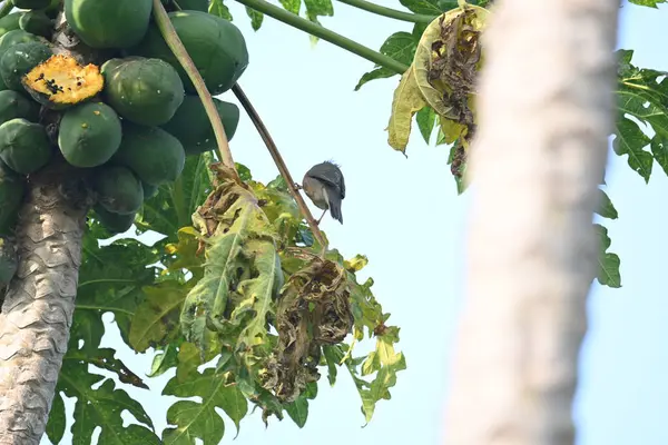 Papaya ağacındaki Brahminy Starlingorbrahminy Myna. Bu kuş papaya ağacının dalında oturuyor. Sturnia pagodarum. Starling kuş ailesinin bir üyesidir.. 