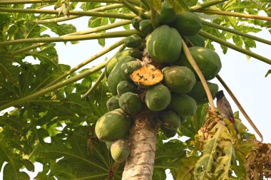 Papaya ağacındaki Brahminy Starlingorbrahminy Myna. Bu kuş papaya ağacının dalında oturuyor. Sturnia pagodarum. Starling kuş ailesinin bir üyesidir.. 
