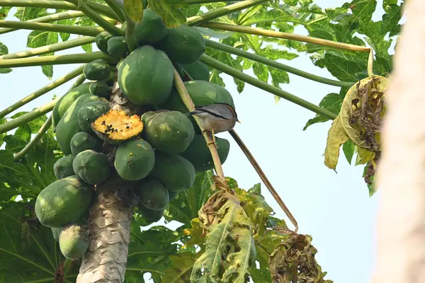 Papaya ağacındaki Brahminy Starlingorbrahminy Myna. Bu kuş papaya ağacının dalında oturuyor. Sturnia pagodarum. Starling kuş ailesinin bir üyesidir.. 