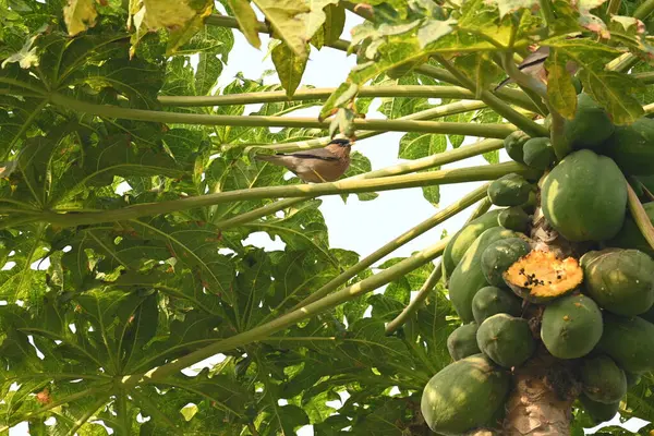  Papaya ağacındaki Brahminy Starlingorbrahminy Myna. Bu kuş papaya ağacının dalında oturuyor. Sturnia pagodarum. Starling kuş ailesinin bir üyesidir.. 