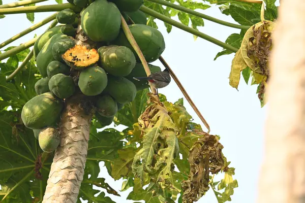  Papaya ağacındaki Brahminy Starlingorbrahminy Myna. Bu kuş papaya ağacının dalında oturuyor. Sturnia pagodarum. Starling kuş ailesinin bir üyesidir.. 