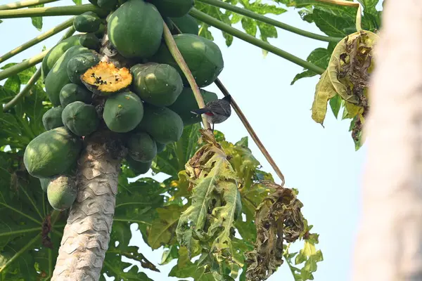  Papaya ağacındaki Brahminy Starlingorbrahminy Myna. Bu kuş papaya ağacının dalında oturuyor. Sturnia pagodarum. Starling kuş ailesinin bir üyesidir.. 