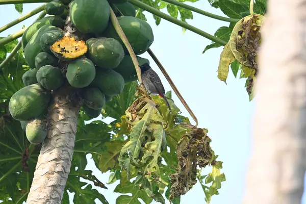 Papaya ağacındaki Brahminy Starlingorbrahminy Myna. Bu kuş papaya ağacının dalında oturuyor. Sturnia pagodarum. Starling kuş ailesinin bir üyesidir.. 