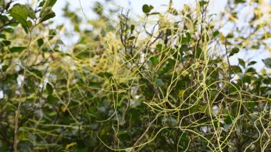 Cuscuta ya da Dodder bitkisi. Sarı, turuncu ya da kırmızı parazit bitkilerinin bir cinsidir. Yapraksız görünen ince gövdeleri ile tanımlanabilir, yaprakları da küçük ölçeklere indirgenmiştir. Amarbel.