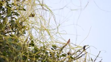 Cuscuta ya da Dodder bitkisi. Sarı, turuncu ya da kırmızı parazit bitkilerinin bir cinsidir. Yapraksız görünen ince gövdeleri ile tanımlanabilir, yaprakları da küçük ölçeklere indirgenmiştir. Amarbel.