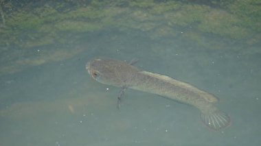 Yılankafa ya da Channa orientalis balığı suyun içinde. Channais Ajansı, Asya 'daki tatlı su habitatlarının yerlisi olan Channais familyasındaki yırtıcı balıkların gündemidir. Asya Yılanı Kafa bir tatlı su balığıdır..