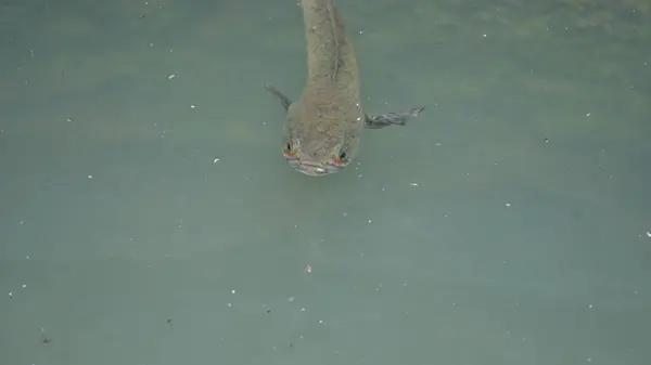 Yılankafa ya da Channa orientalis balığı suyun içinde. Channais Ajansı, Asya 'daki tatlı su habitatlarının yerlisi olan Channais familyasındaki yırtıcı balıkların gündemidir. Asya Yılanı Kafa bir tatlı su balığıdır..