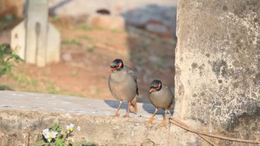 Bir çift Hint Myna kuşu. Diğer adları Common myna ve mynah. Bu, sığırcık familyasından bir kuş. Bunlar yoldan geçen bir grup kuş. Yavaş çekim videosu.