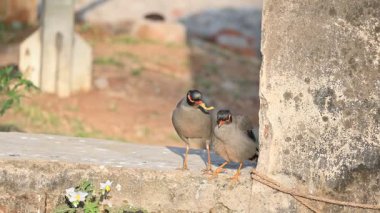 Bir çift Hint Myna kuşu. Diğer adları Common myna ve mynah. Bu, sığırcık familyasından bir kuş. Bunlar yoldan geçen bir grup kuş. Yavaş çekim videosu.