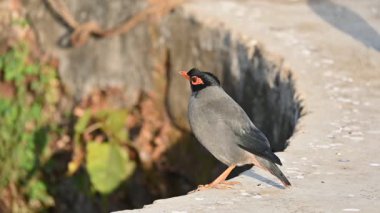Bir çift Hint Myna kuşu. Diğer adları Common myna ve mynah. Bu, sığırcık familyasından bir kuş. Bunlar yoldan geçen bir grup kuş. Yavaş çekim videosu.