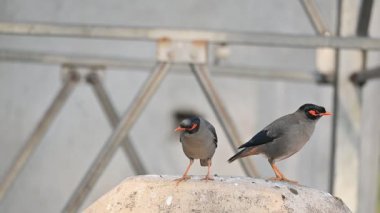Bir çift Hint Myna kuşu. Diğer adları Common myna ve mynah. Bu, sığırcık familyasından bir kuş. Bunlar yoldan geçen bir grup kuş. Yavaş çekim videosu.