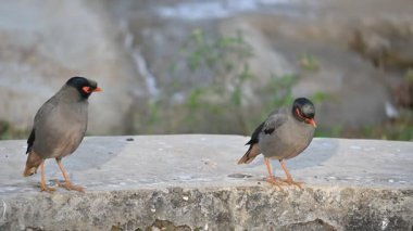 Bir çift Hint Myna kuşu. Diğer adları Common myna ve mynah. Bu, sığırcık familyasından bir kuş. Bunlar yoldan geçen bir grup kuş. Yavaş çekim videosu.