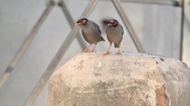 Bir çift Hint Myna kuşu. Diğer adları Common myna ve mynah. Bu, sığırcık familyasından bir kuş. Bunlar yoldan geçen bir grup kuş. Yavaş çekim videosu.
