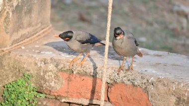 Bir çift Hint Myna kuşu. Diğer adları Common myna ve mynah. Bu, sığırcık familyasından bir kuş. Bunlar yoldan geçen bir grup kuş. Yavaş çekim videosu.