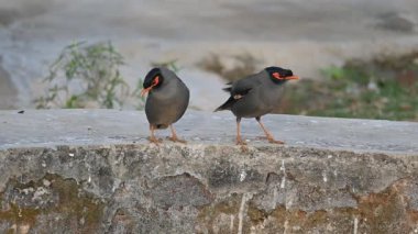 Bir çift Hint Myna kuşu. Diğer adları Common myna ve mynah. Bu, sığırcık familyasından bir kuş. Bunlar yoldan geçen bir grup kuş. Yavaş çekim videosu.