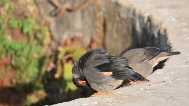 Bir çift Hint Myna kuşu. Diğer adları Common myna ve mynah. Bu, sığırcık familyasından bir kuş. Bunlar yoldan geçen bir grup kuş. Yavaş çekim videosu.