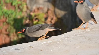 Bir çift Hint Myna kuşu. Diğer adları Common myna ve mynah. Bu, sığırcık familyasından bir kuş. Bunlar yoldan geçen bir grup kuş. Yavaş çekim videosu.