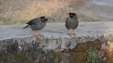 Bir çift Hint Myna kuşu. Diğer adları Common myna ve mynah. Bu, sığırcık familyasından bir kuş. Bunlar yoldan geçen bir grup kuş. Yavaş çekim videosu.